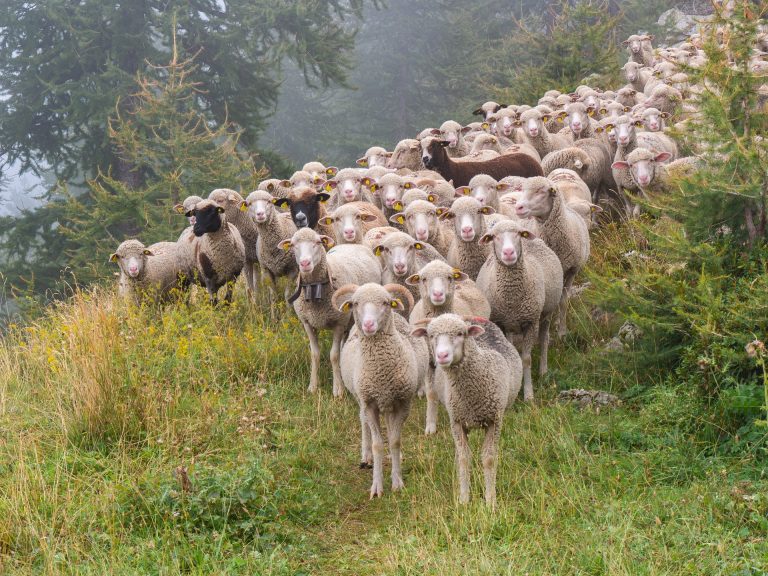 Lees meer over het artikel Wij mensen zijn gewoontedieren