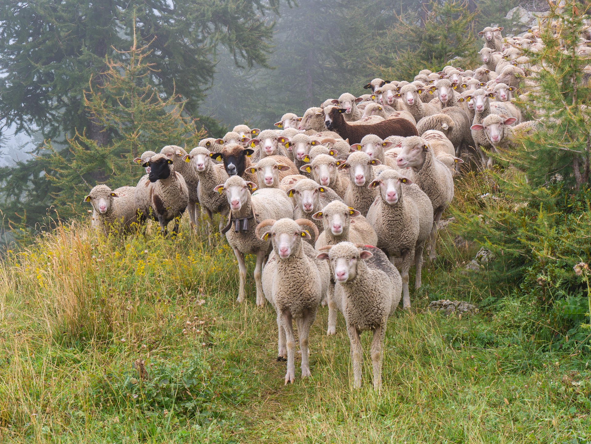 Je bekijkt nu Wij mensen zijn gewoontedieren